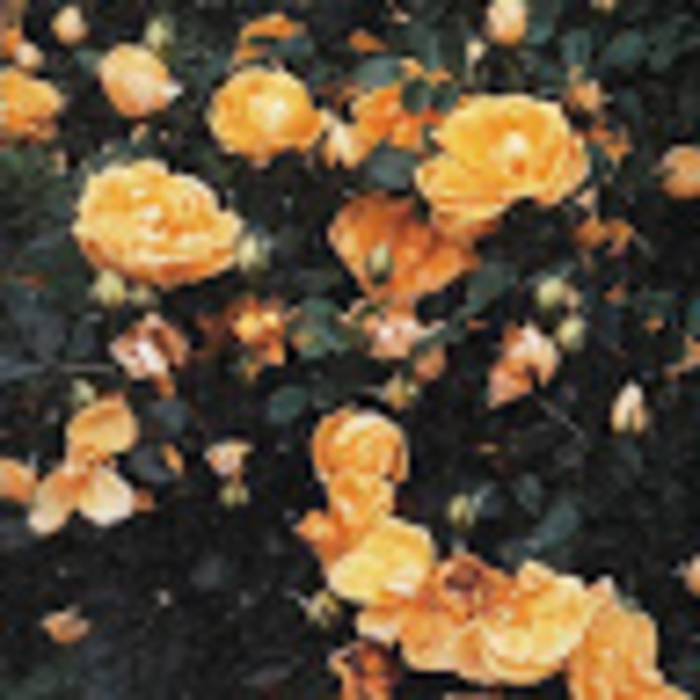 Meet your Posher, Ellie